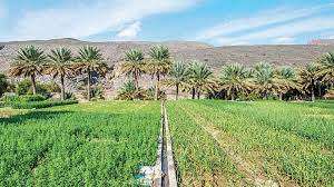 Which crops are grown in Balochistan?