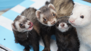What animals make the best/worst pets?