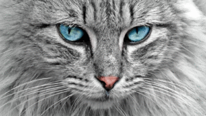 What animals make the best/worst pets?
