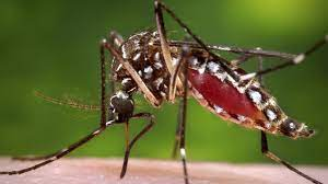Dengue Fever is on the Rise