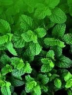 Most Notable Health Benefits of Mint.